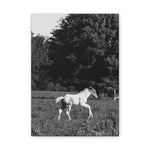 Load image into Gallery viewer, "A Moment in Play" Canvas
