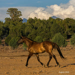 Load image into Gallery viewer, Bear the Alpine Gelding
