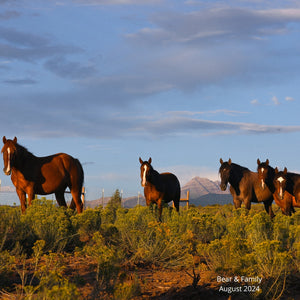 Bear the Alpine Gelding