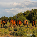 Load image into Gallery viewer, Bear the Alpine Gelding
