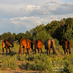 Bear the Alpine Gelding