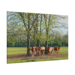 Load image into Gallery viewer, "At the Heart of the Herd" Canvas
