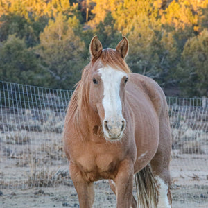 Cinder the Warm Springs Reservation Mare