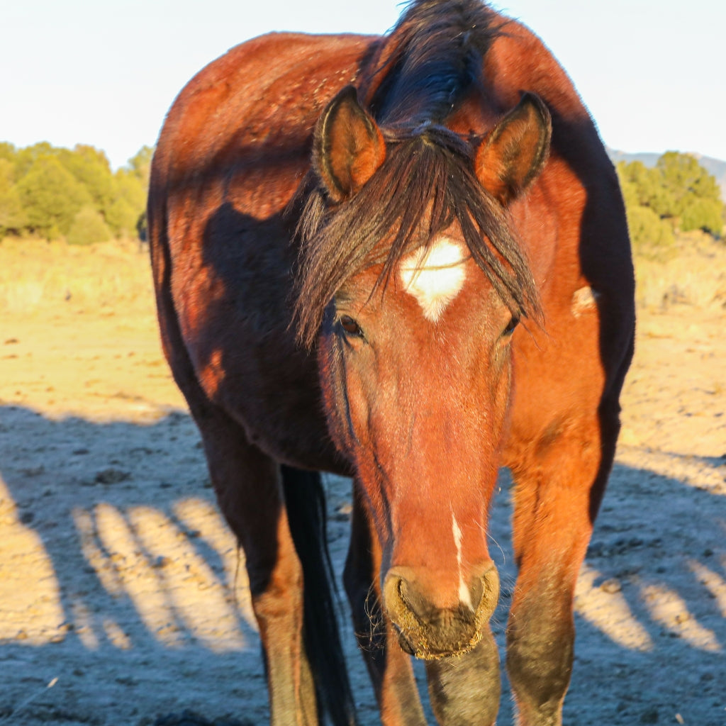 Poppy the Alpine Wild Mare