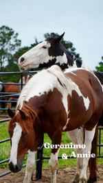 Load image into Gallery viewer, Want to stay connected with one of these lucky horses?!
