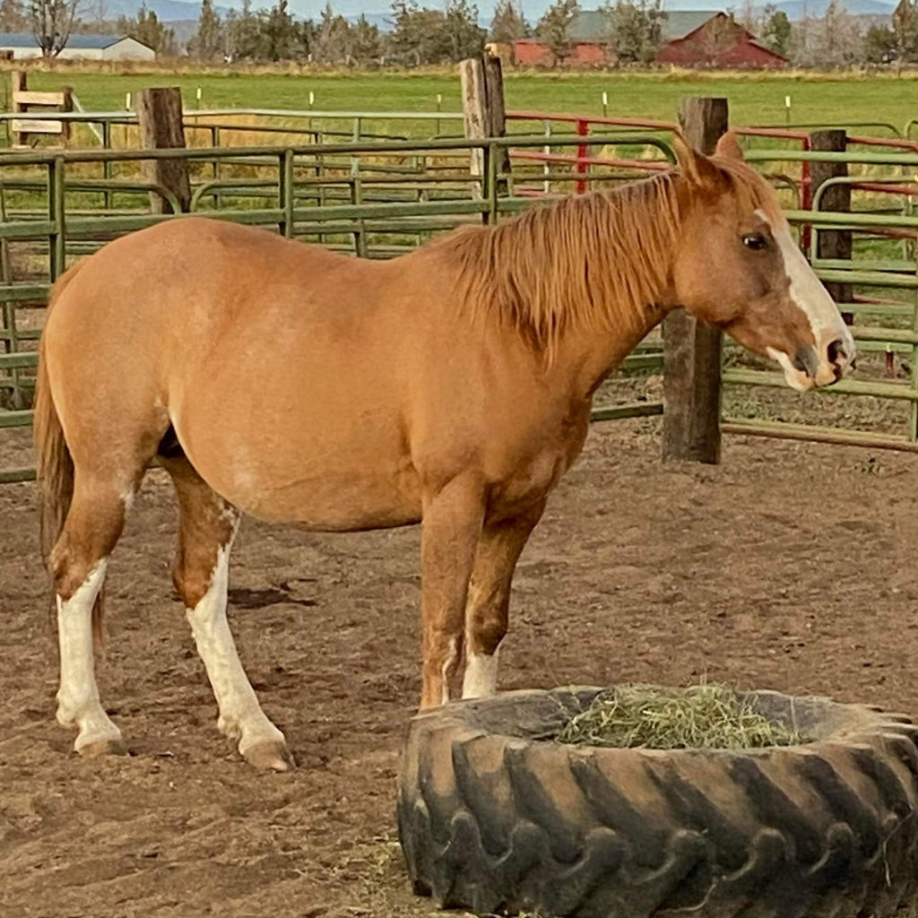 Cinder the Warm Springs Reservation Mare