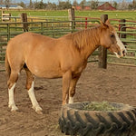 Load image into Gallery viewer, Cinder the Warm Springs Reservation Mare
