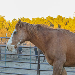 Cinder the Warm Springs Reservation Mare