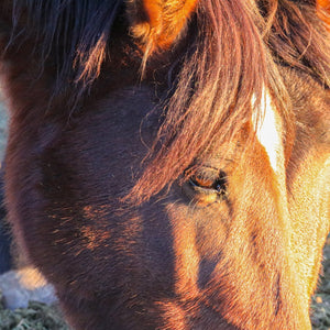 Poppy the Alpine Wild Mare