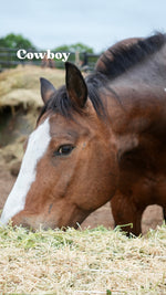 Load image into Gallery viewer, Want to stay connected with one of these lucky horses?!
