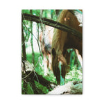 Load image into Gallery viewer, "Framed by Nature" Canvas
