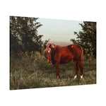 Load image into Gallery viewer, "Ember in the Field" Canvas
