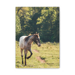 Load image into Gallery viewer, "Magnolia's Path" Canvas
