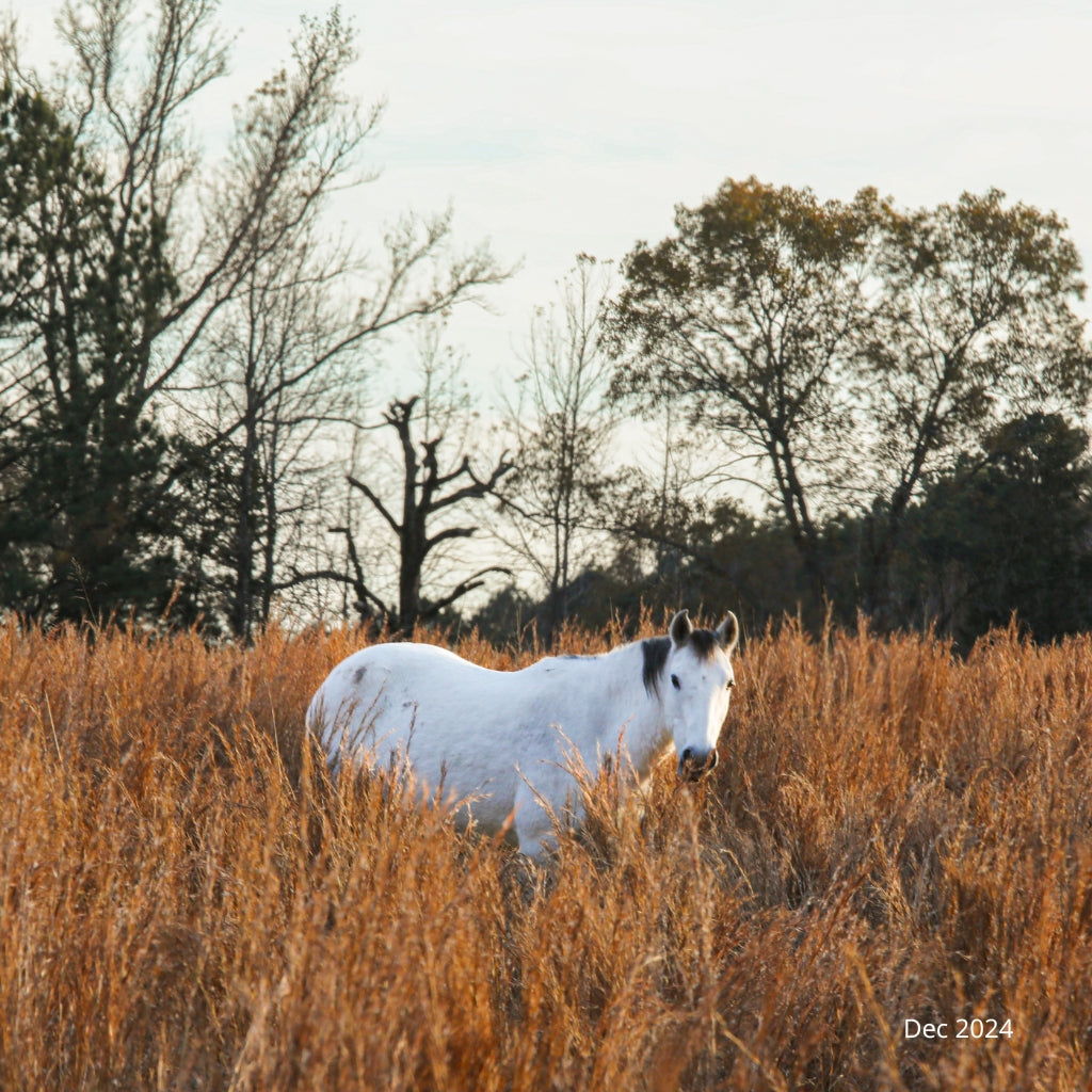 Celeste the Reservation Mare