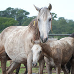 Load image into Gallery viewer, Juna &amp; Baby Josie
