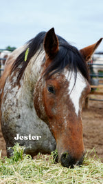 Load image into Gallery viewer, Want to stay connected with one of these lucky horses?!
