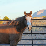 Load image into Gallery viewer, Cinder the Warm Springs Reservation Mare
