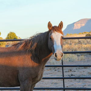 Cinder the Warm Springs Reservation Mare