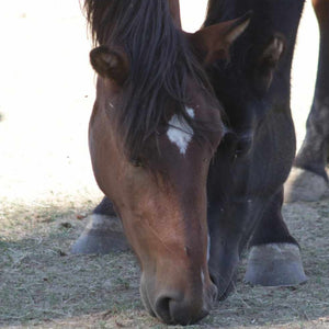 Poppy the Alpine Wild Mare