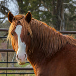 Load image into Gallery viewer, Tristan of The Salt River
