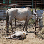 Load image into Gallery viewer, Juna &amp; Baby Josie
