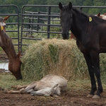 Load image into Gallery viewer, Juna &amp; Baby Josie
