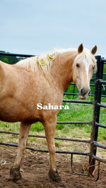 Load image into Gallery viewer, Want to stay connected with one of these lucky horses?!
