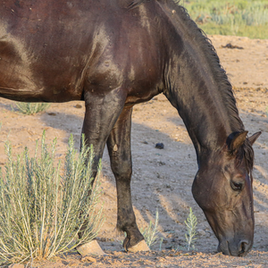 Goose the Alpine Gelding