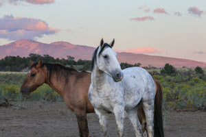 "Companionship" Canvas Wall Hanging