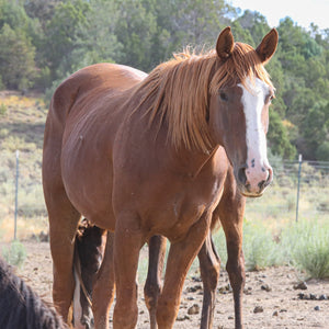 Breeze the Alpine Mare