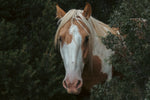 Load image into Gallery viewer, &quot;Amongst the Trees&quot; Canvas Wall Hanging
