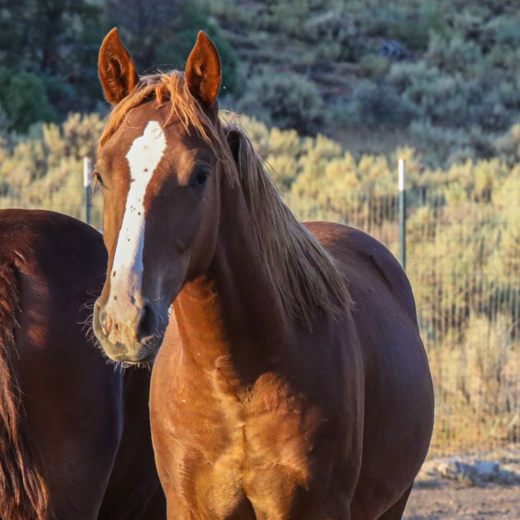 Alex the Alpine Colt