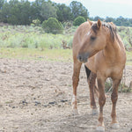 Load image into Gallery viewer, Renegade the Alpine Gelding
