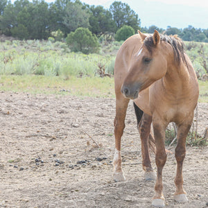 Renegade the Alpine Gelding