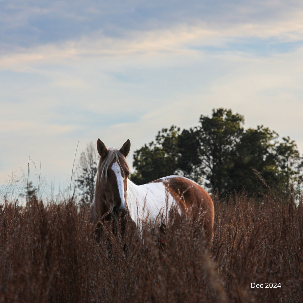 Petunia the South Steens Mare