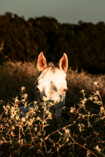 Load image into Gallery viewer, &quot;Face to Face&quot; Canvas
