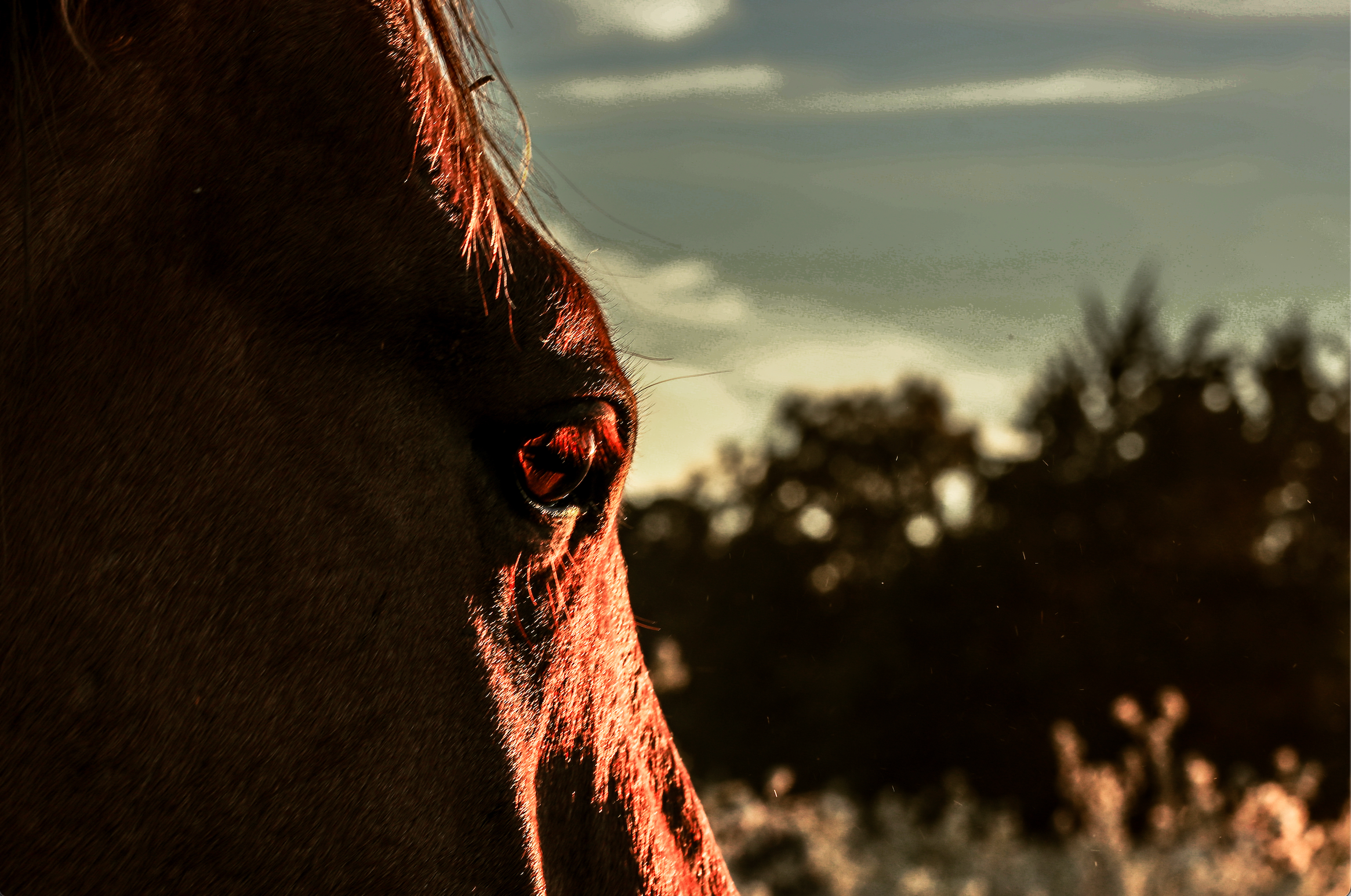 "Witness of the Dawn" Canvas