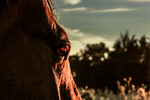 Load image into Gallery viewer, &quot;Witness of the Dawn&quot; Canvas
