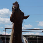 Load image into Gallery viewer, Geronimo
