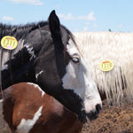 Load image into Gallery viewer, Geronimo
