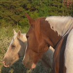 Load image into Gallery viewer, Geronimo
