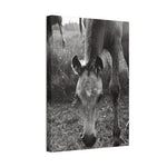 Load image into Gallery viewer, "A Star is Born" Canvas
