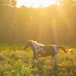 Load image into Gallery viewer, Geronimo
