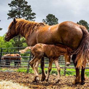 Rowan, Feathers Colt