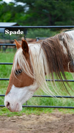 Load image into Gallery viewer, Want to stay connected with one of these lucky horses?!

