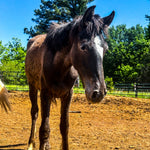 Load image into Gallery viewer, Opal
