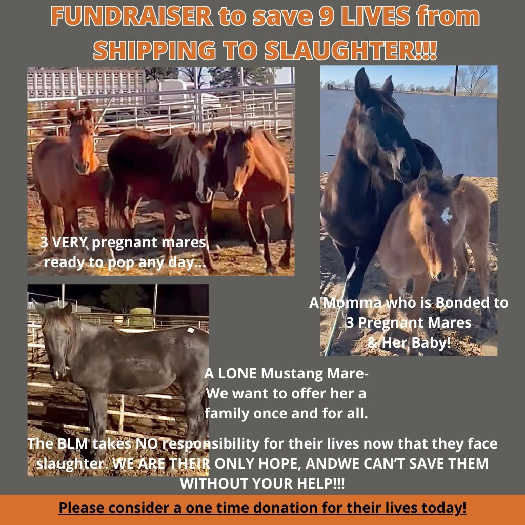 $4,821 raised out of $21,000 to rescue 3 Pregnant Mares, Mare & Foal pair, and Lone Mare from SHIPPING TO SLAUGHTER!!