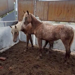 Load image into Gallery viewer, The Cowboy Cut Boys and Camas
