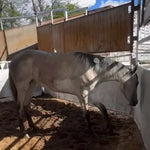 Load image into Gallery viewer, The Cowboy Cut Boys and Camas

