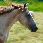 Load image into Gallery viewer, The Cowboy Cut Boys and Camas
